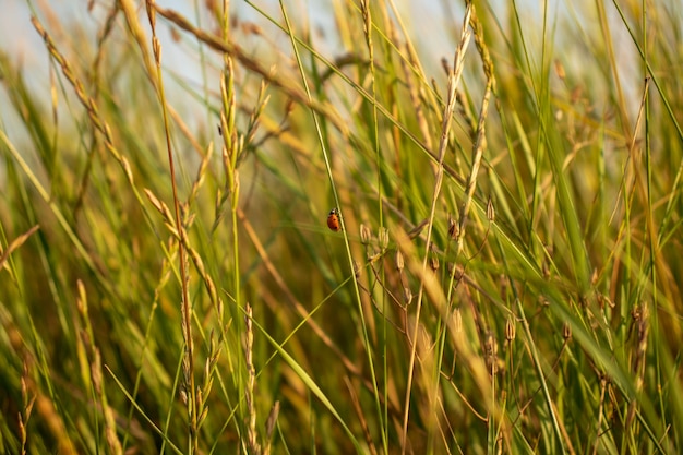 Joaninha correndo na folha de grama verde. Natureza bela