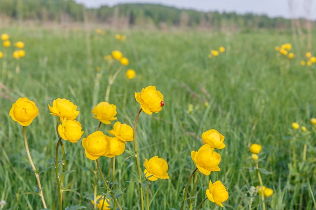 Joaninha e globeflower, Trollius europaeus