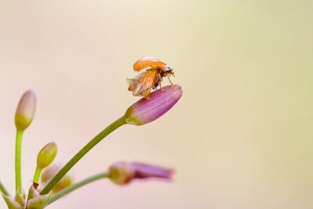 joaninha em flores em jardim tropical