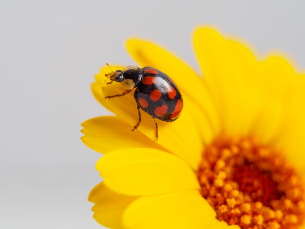 Joaninha em uma flor amarela. fotografia macro.