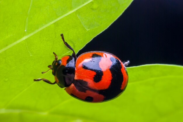 Joaninha em uma macro de folha verde