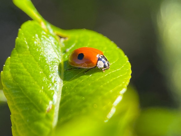 Joaninha em uma macro de folha verde