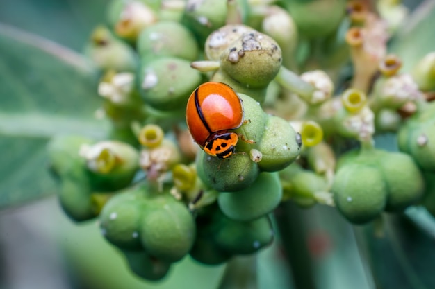 Foto joaninha em uma planta verde