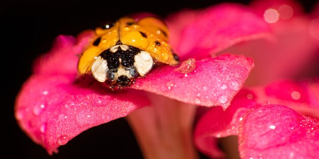 Joaninha laranja com manchas pretas em flores rosa orvalhadas, macro fotografia, foco seletivo.