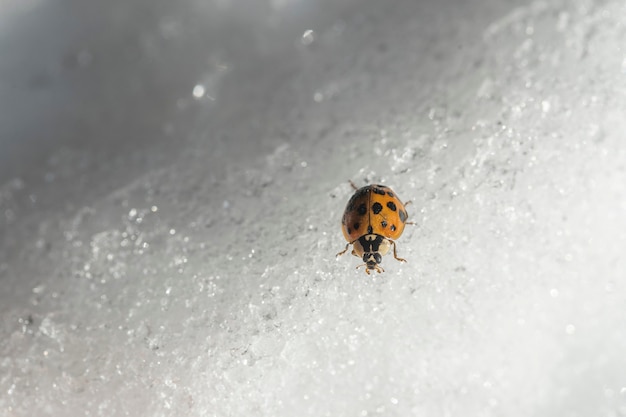 Joaninha na neve branca no inverno, close up, Ucrânia