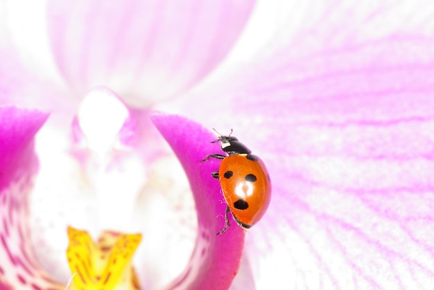 Joaninha sentada em uma flor