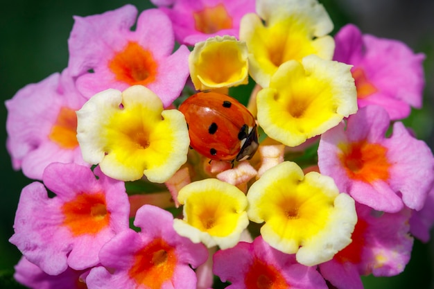 Joaninha sentada no meio de uma flor