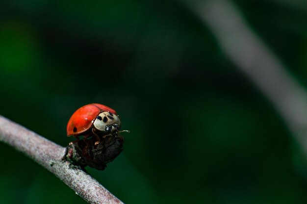 Joaninha vermelha com olhos negros em macro no galho da árvore Foto aproximada
