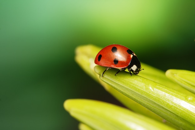 Foto joaninha vermelha na folha verde, joaninha rasteja no caule da planta na primavera no jardim no verão