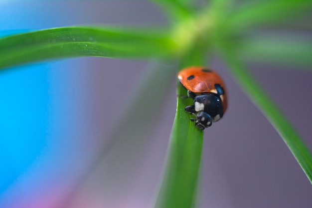 Foto joaninha vermelho na grama verde fresca, natureza brilhante do verão.