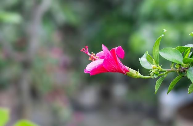 Joba indiana ou flor de hibisco rosa sinensis no jardim close-up com fundo bokeh suave