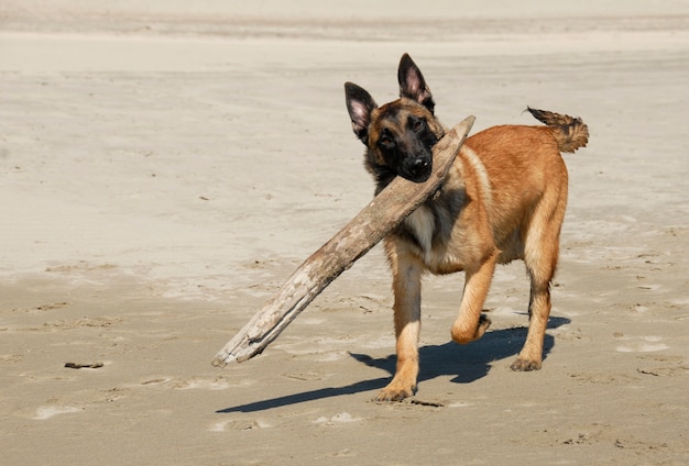 Jogando cão pastor