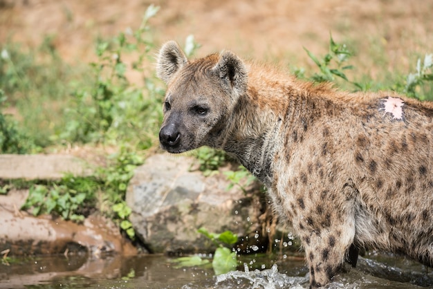 Jogando hiena na água