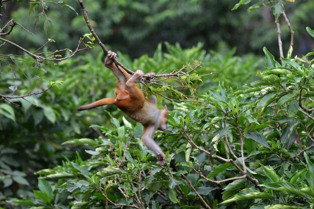 Jogando macaco na selva