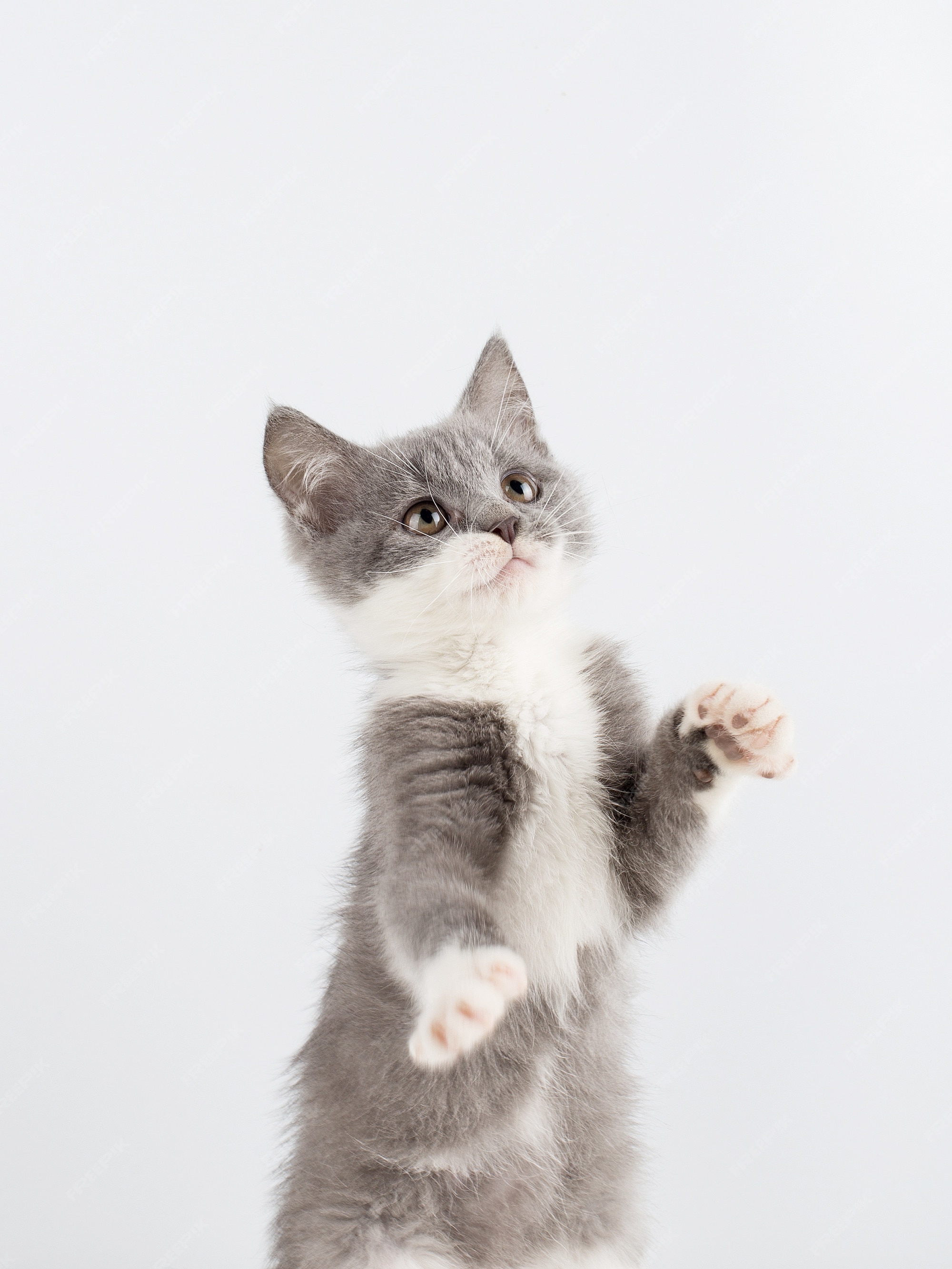 Jogo cinzento bonito do gatinho engraçado e divertimento em um branco.