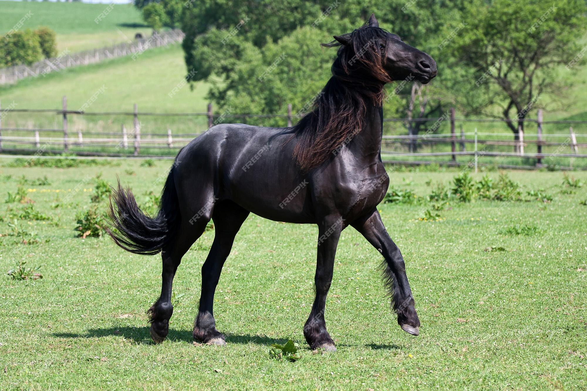 Jogo de cavalo frisiano preto no prado