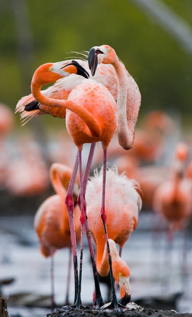 Jogo dois adultos do flamingo caribenho. Cuba. Reserva Rio MaximÃ Â °.