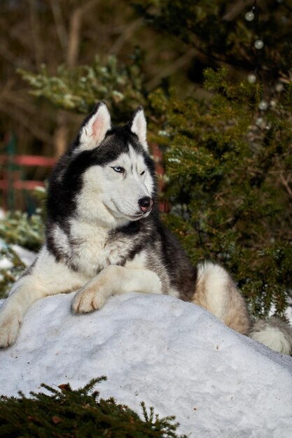 Foto jogo engraçado de cachorro husky bonito na encosta coberta de neve em uma floresta de inverno ensolarada à noite