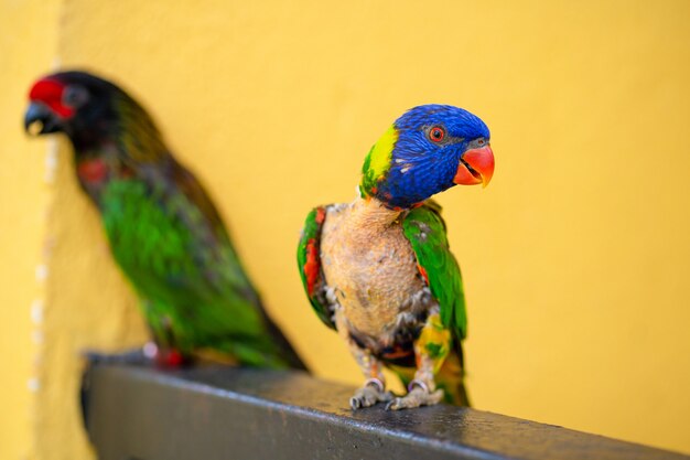 Foto jogos de acasalamento rainbow lorikeet. um papagaio desbotado gruda em uma fêmea