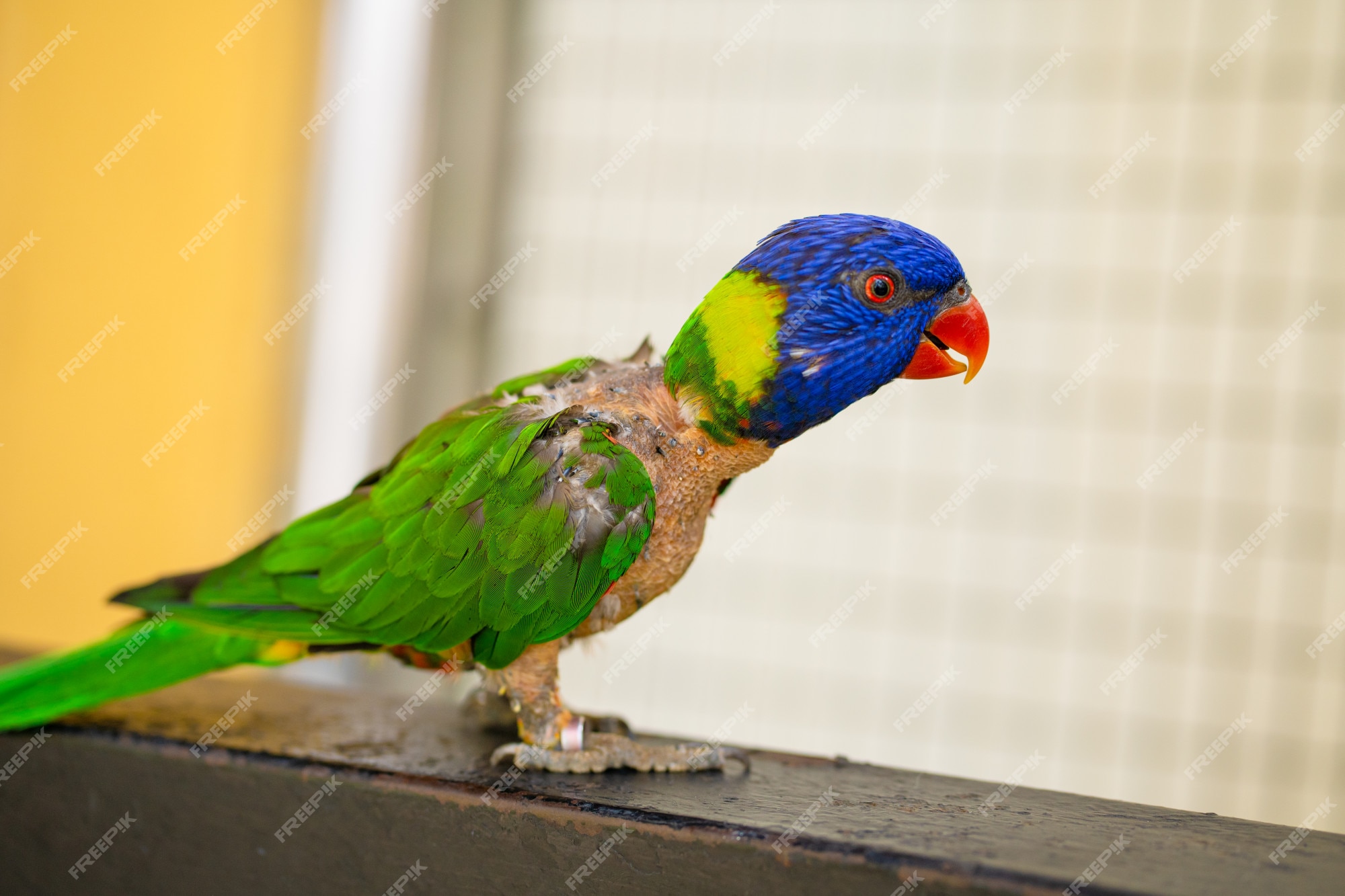 Jogos de acasalamento rainbow lorikeet. um papagaio desbotado gruda em uma  fêmea