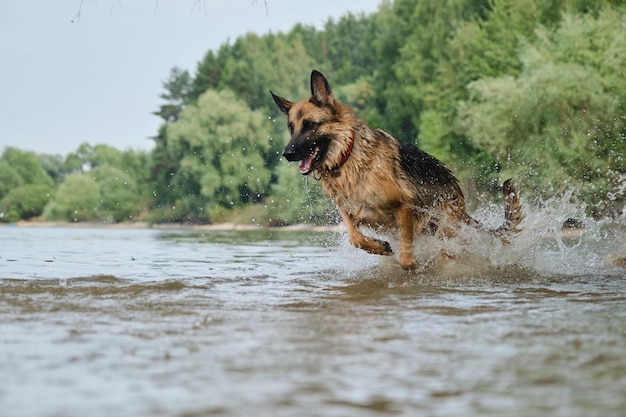 Jogos energéticos ativos com animal de estimação na água O pastor alemão se diverte nadando no rio no verão