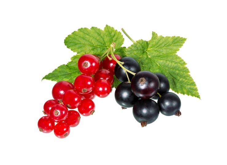 Foto johannisbeeren mit blatt isoliert auf weißem hintergrund.