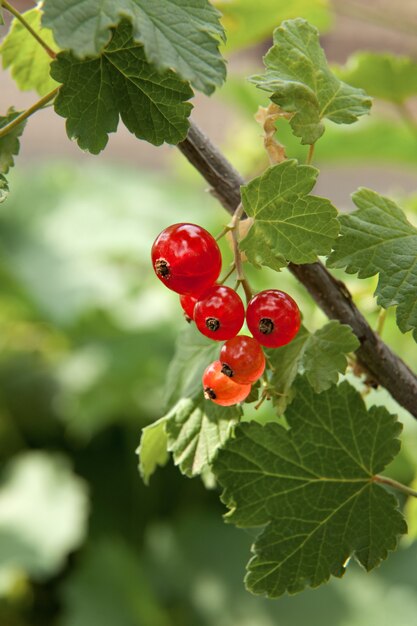 Johannisbeerenbeeren gegen die grünen Blätter bürsten