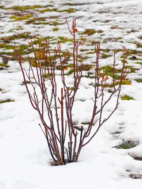 Johannisbeerstrauch im Frühjahr während der Schneeschmelze