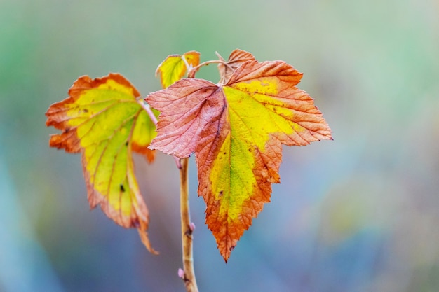 Johannisbeerzweig mit bunten Herbstblättern auf unscharfem Hintergrund