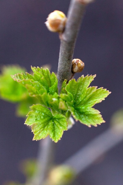 Johannisbeerzweig mit jungen Blättern und grünen Knospen Draufsicht des Makrofotos