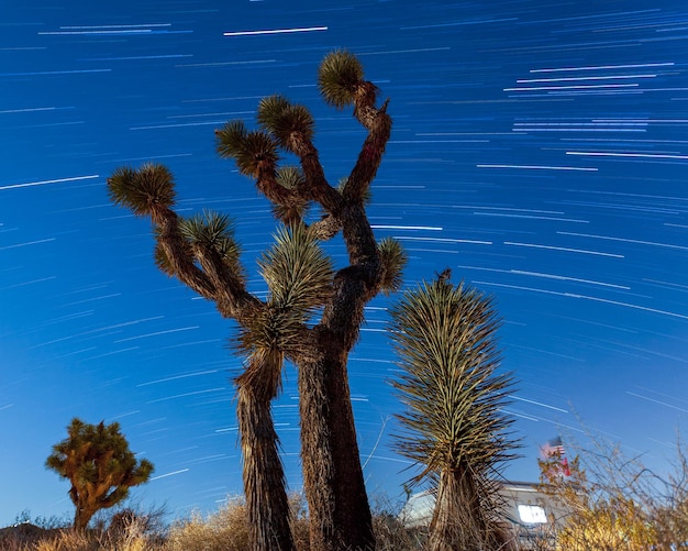 Joshua Tree Camping rastros de estrellas cielo nocturno