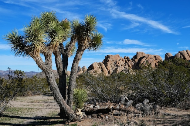 Joshua Tree im Joshua Tree Nationalpark