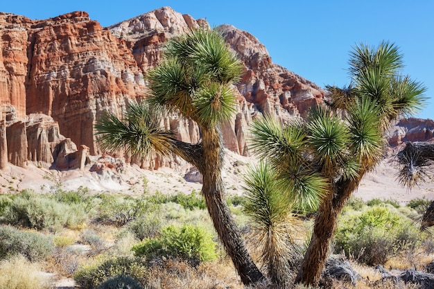 Joshua Tree in der Wüste von Arizona entlang der Straße.