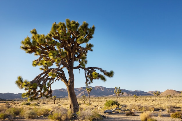 Joshua Tree in der Wüste von Arizona entlang der Straße.