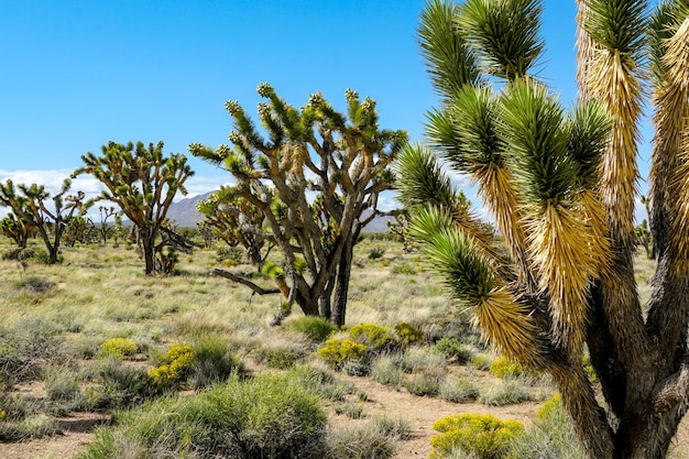 Joshua Tree National Park Amerikanischer Wüsten-Nationalpark im Südosten Kaliforniens