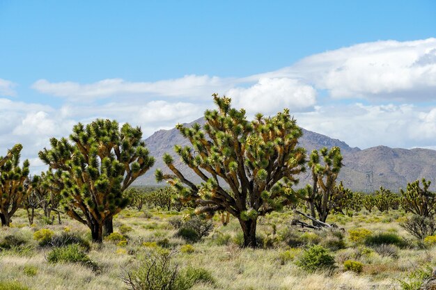 Joshua Tree National Park Amerikanischer Wüsten-Nationalpark im Südosten Kaliforniens