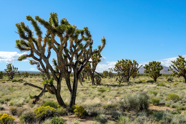 Joshua Tree National Park Amerikanischer Wüsten-Nationalpark im Südosten Kaliforniens