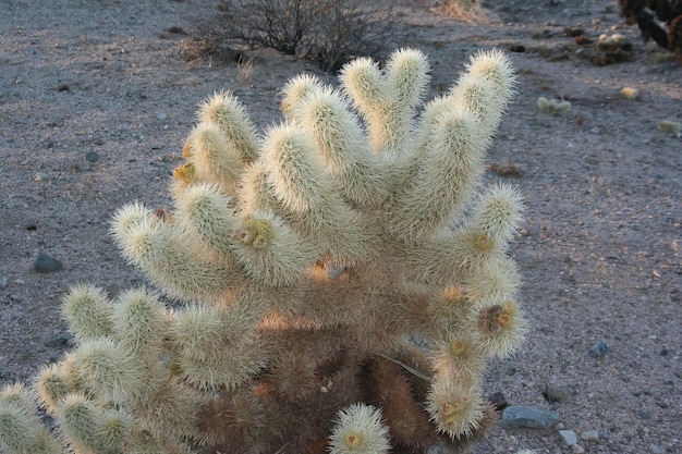 Joshua Tree Nationalpark Kalifornien