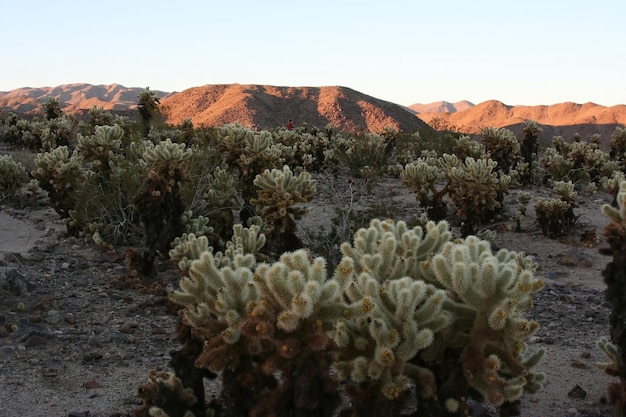 Joshua Tree Nationalpark Kalifornien