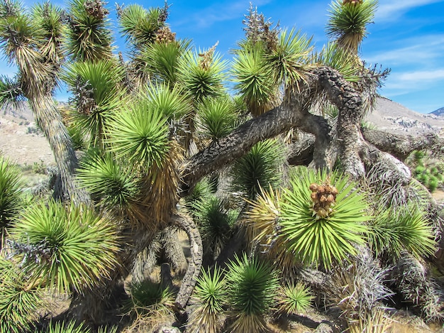 Joshua Tree Nationalpark, Mojave-Wüste, Kalifornien