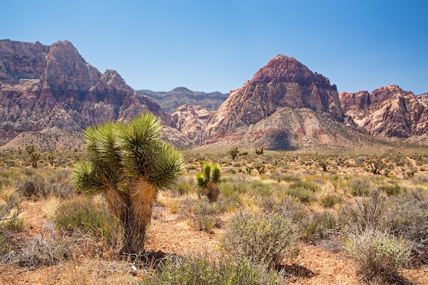 Joshua Tree en Red Rock Canyon Nevada EE.UU.