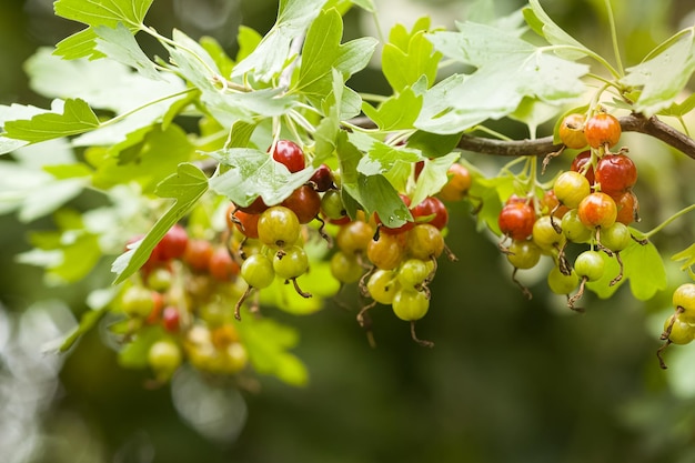 Jostabeeren einer Kreuzung aus schwarzer Johannisbeere und Stachelbeere an den Zweigen eines Busches