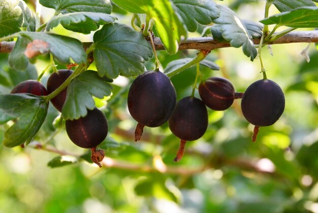 Foto jostaberry (ribes × nidigrolaria) híbrido de grosella negra y grosella espinosa en el jardín.