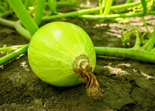 jovem abóbora verde cresce e amadurece no jardim. conceito de cultivo de abóbora