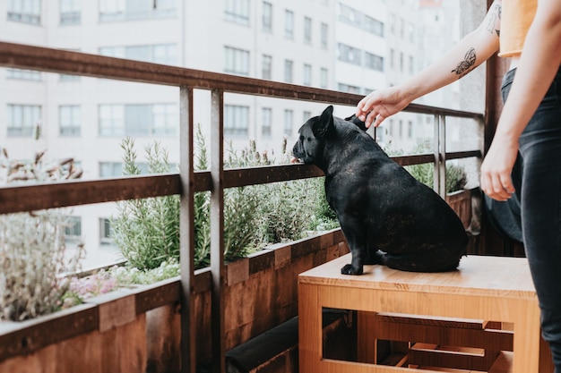 Jovem adulto se aproximando de seu bulldog francês preto para acariciar enquanto está sentado em um banco de madeira observando a cidade com a língua de fora Nova vida na cidade local aberto e brincalhão no terraço para brincar e relaxar