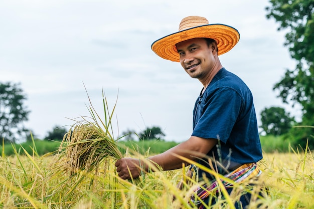 Jovem agricultor asiático colhe o arroz maduro com uma foice no campo de arroz