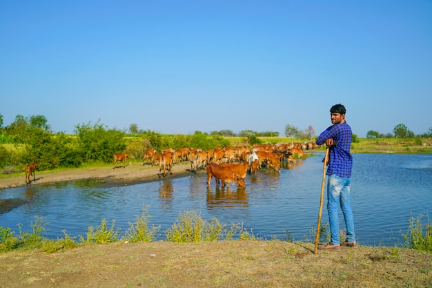 Jovem agricultor indiano com seu gado