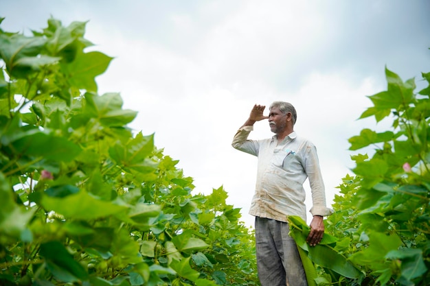 Jovem agricultor indiano em pé no campo de agricultura de algodão.