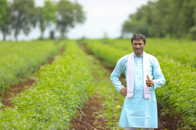 Jovem agricultor indiano em pé no campo de agricultura de feijão boer verde.
