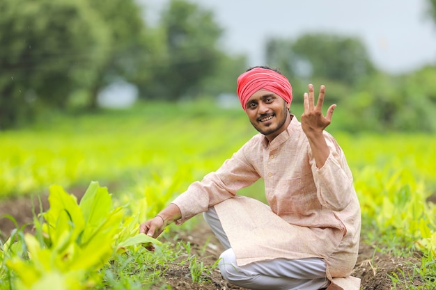 Jovem agricultor indiano no campo de agricultura de açafrão.